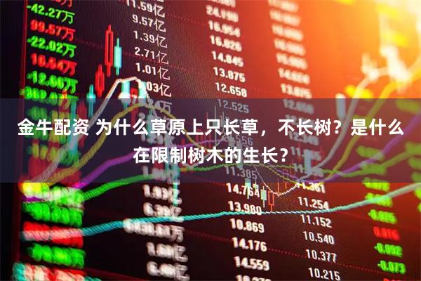 金牛配资 为什么草原上只长草，不长树？是什么在限制树木的生长？